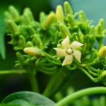 Gurmar or Gymnema Extract