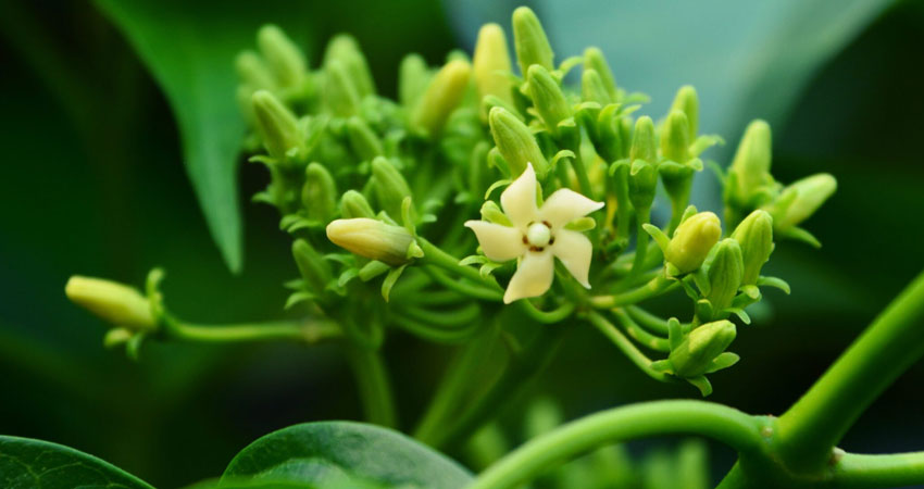 Gurmar or Gymnema Extract