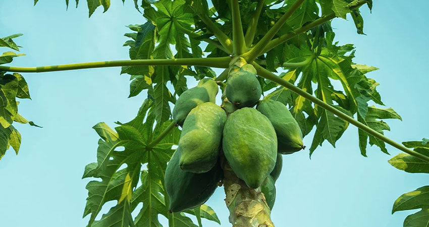 Papaya Leaf Extract