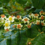 Boswellia Extract