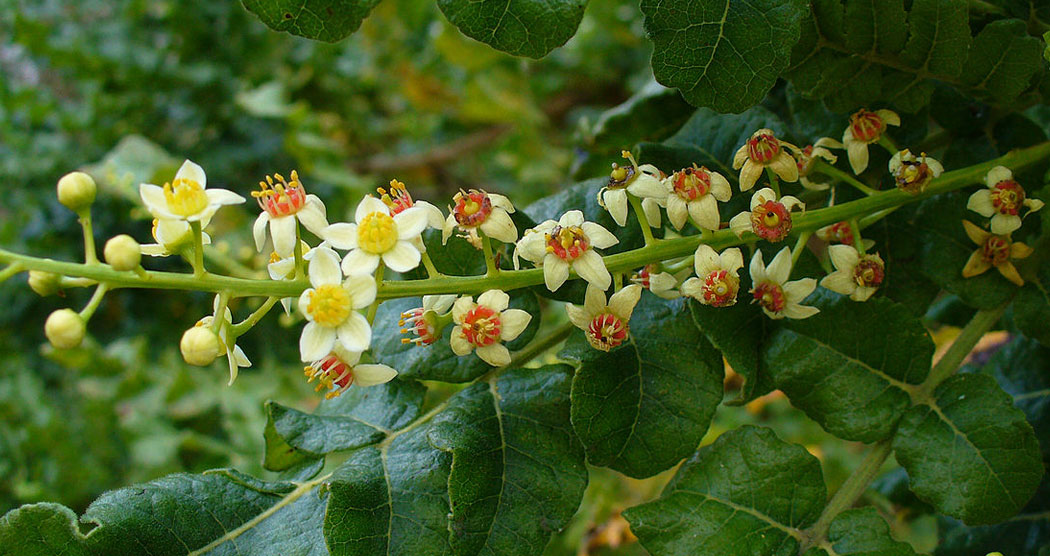 Boswellia Extract