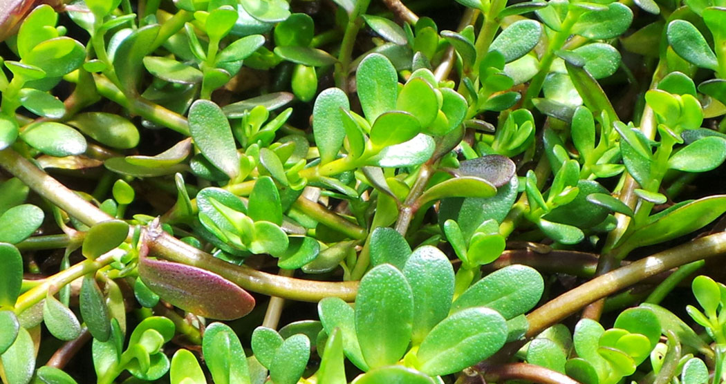 Brahmi Extract