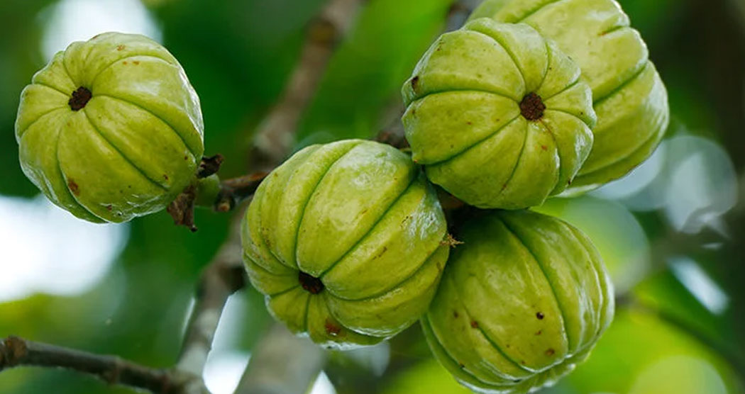 Garcinia Cambogia Extract